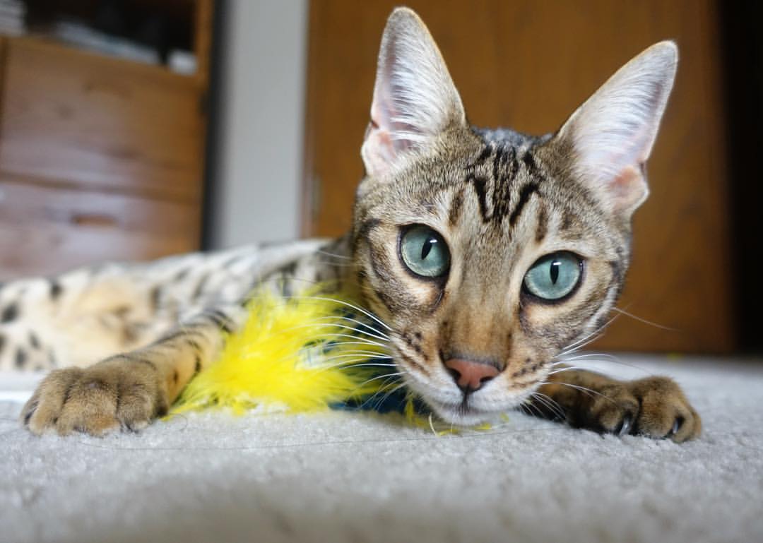 爱游戏官方-丹麦队完胜印尼队背后，戴资颖的制胜分如何折射团体赛的非个人哲学