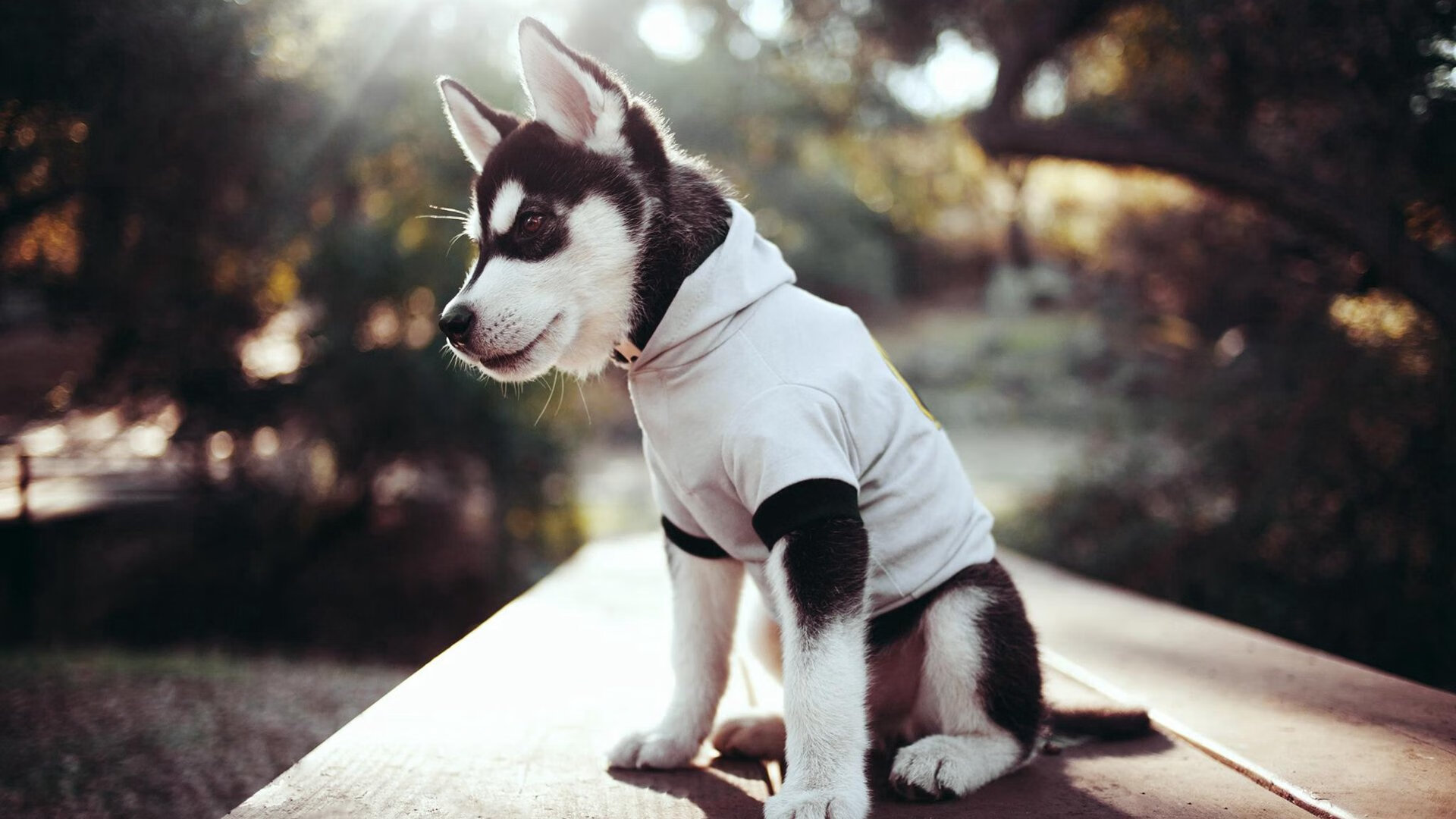 爱游戏tv-蒂亚戈之夜，当绿茵哲学家用一脚写意击败卡塔尔金元帝国