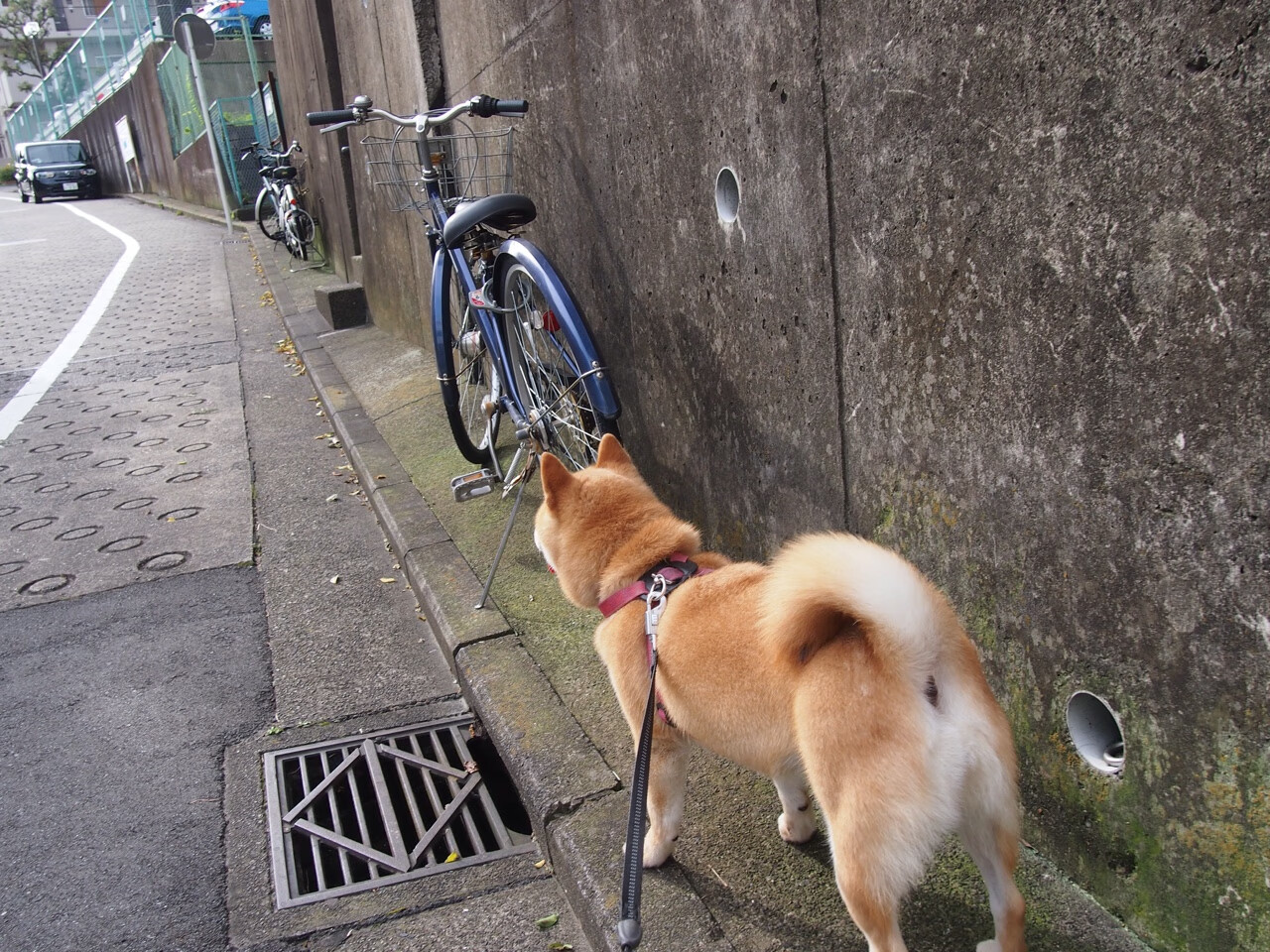 红军的巴西磐石,枪手的远东疆土,英超的东方魅力交响曲