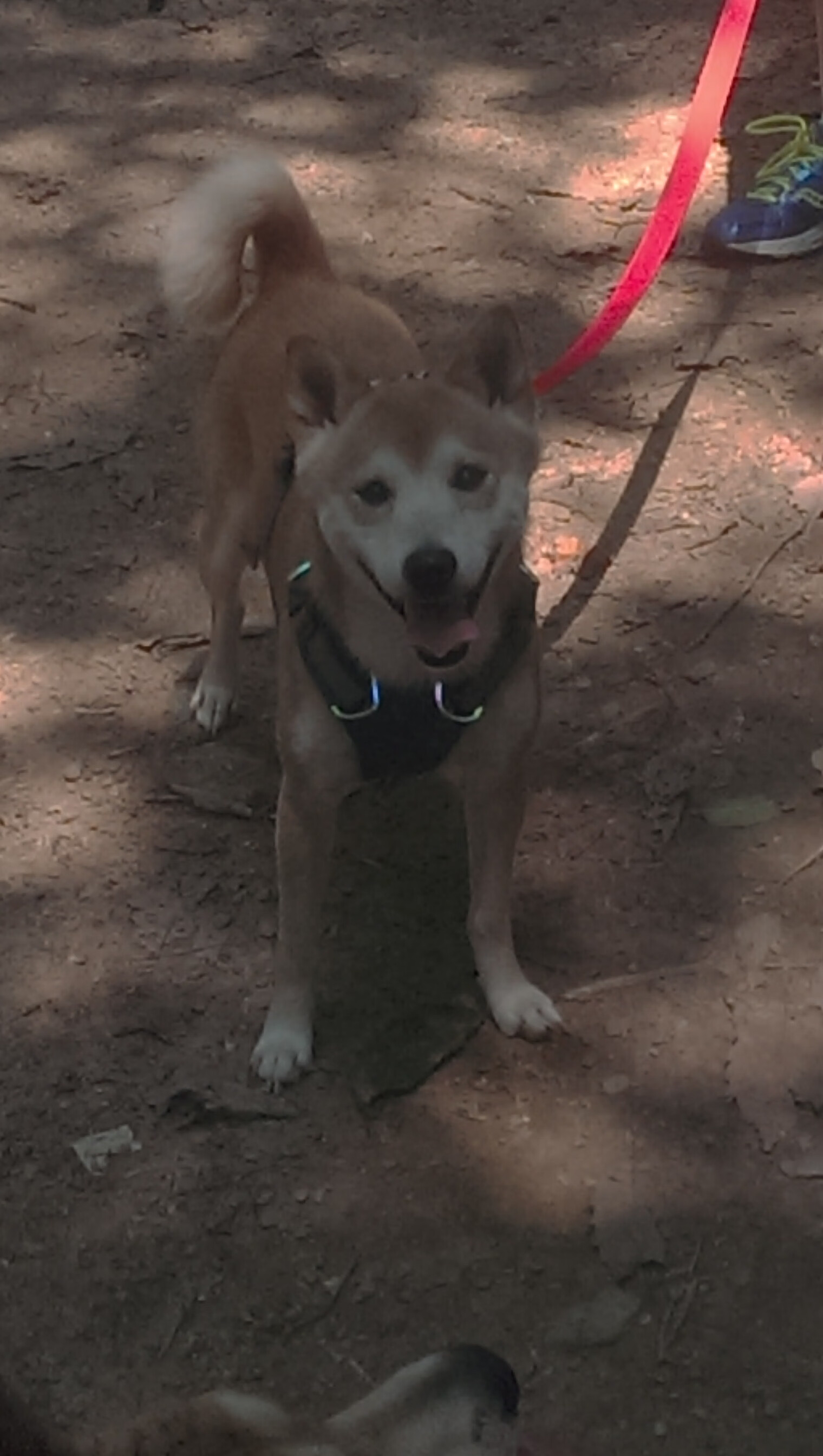 爱游戏APP-今夜篮球诗人远渡重洋，当德罗赞的从容穿刺英超的疯狂