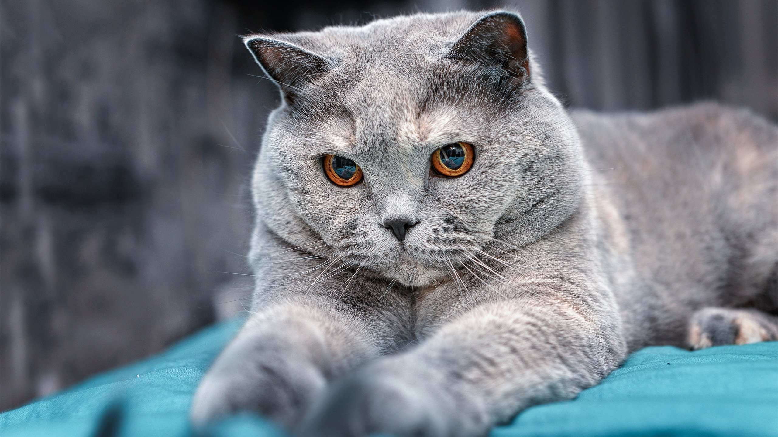 爱游戏官方-冷血者与热战，利拉德如何在蜂群撕咬中雕刻胜利