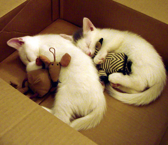 爱游戏官方入口-跨越东西半球的鹈鹕奇迹，从CBA逆转之夜到巴黎奥运的接管时刻