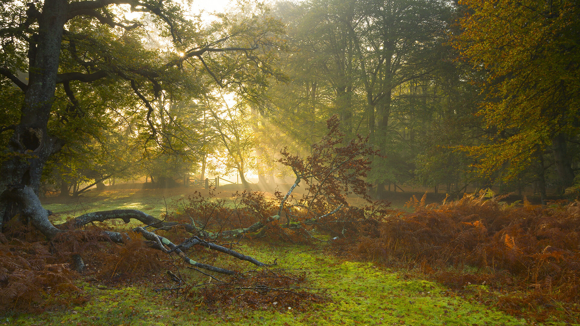 当大卫扳倒歌利亚，安哥拉如何打穿阿根廷，拉亚又为何成为关键先生？