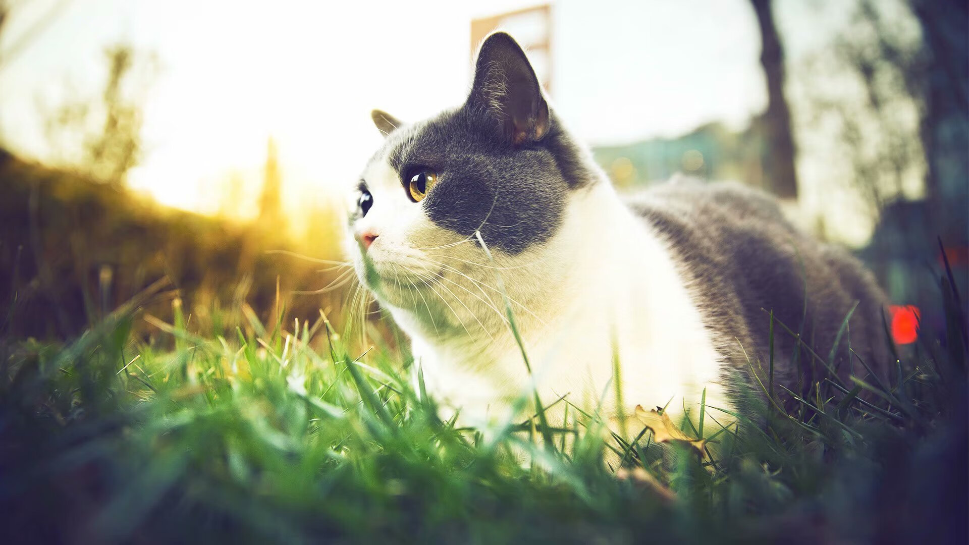 终场哨响的共鸣,塞内加尔绝杀米兰夜,格列兹曼舞动超越胜负的艺术