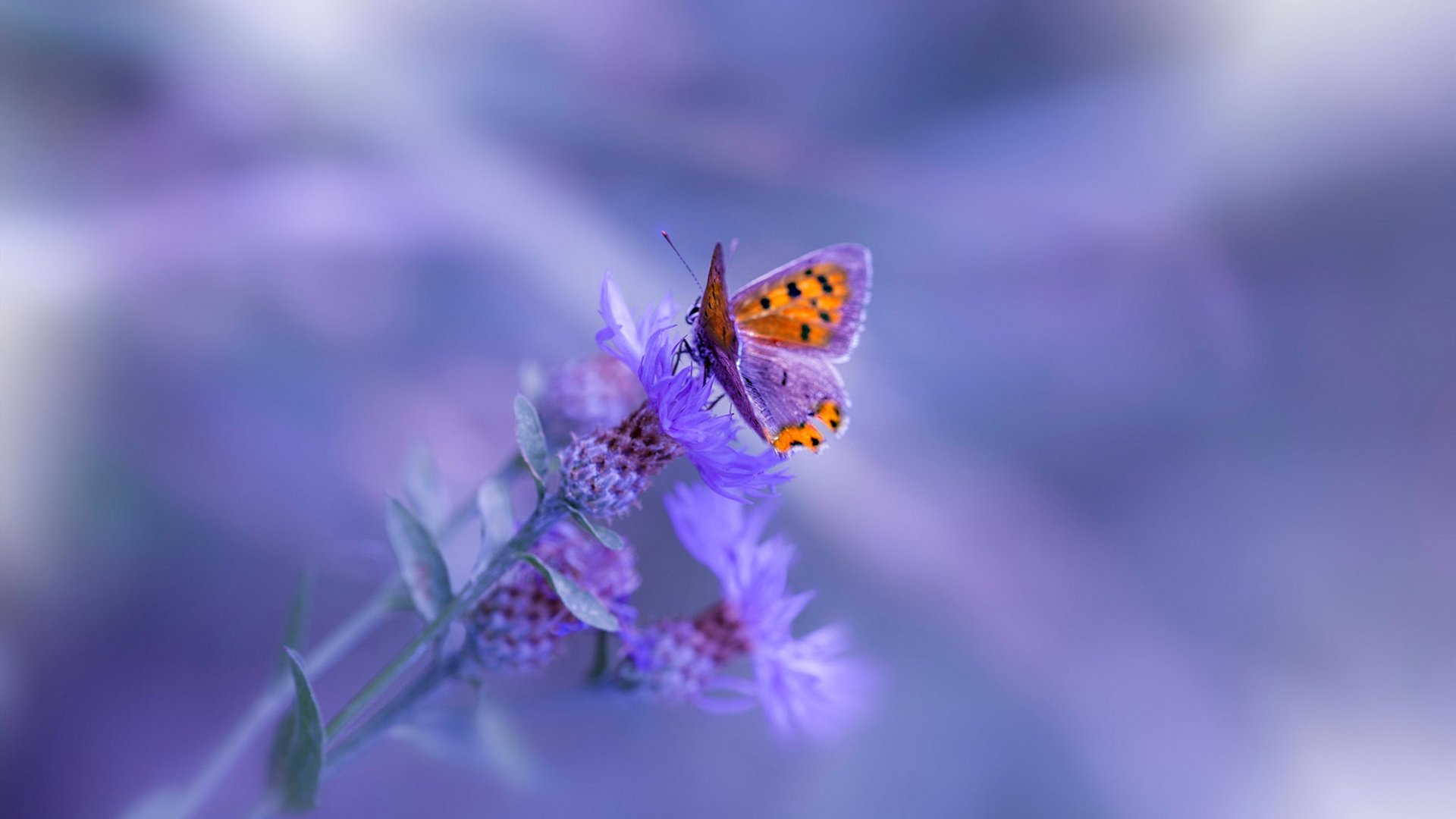 爱游戏大厅-那页被折起的教科书