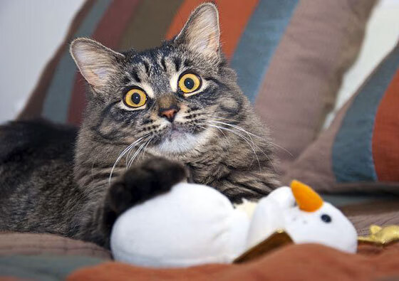 爱游戏在线-李刚仁爆发与曼城全面压制乌克兰，足球世界中的唯一性交响