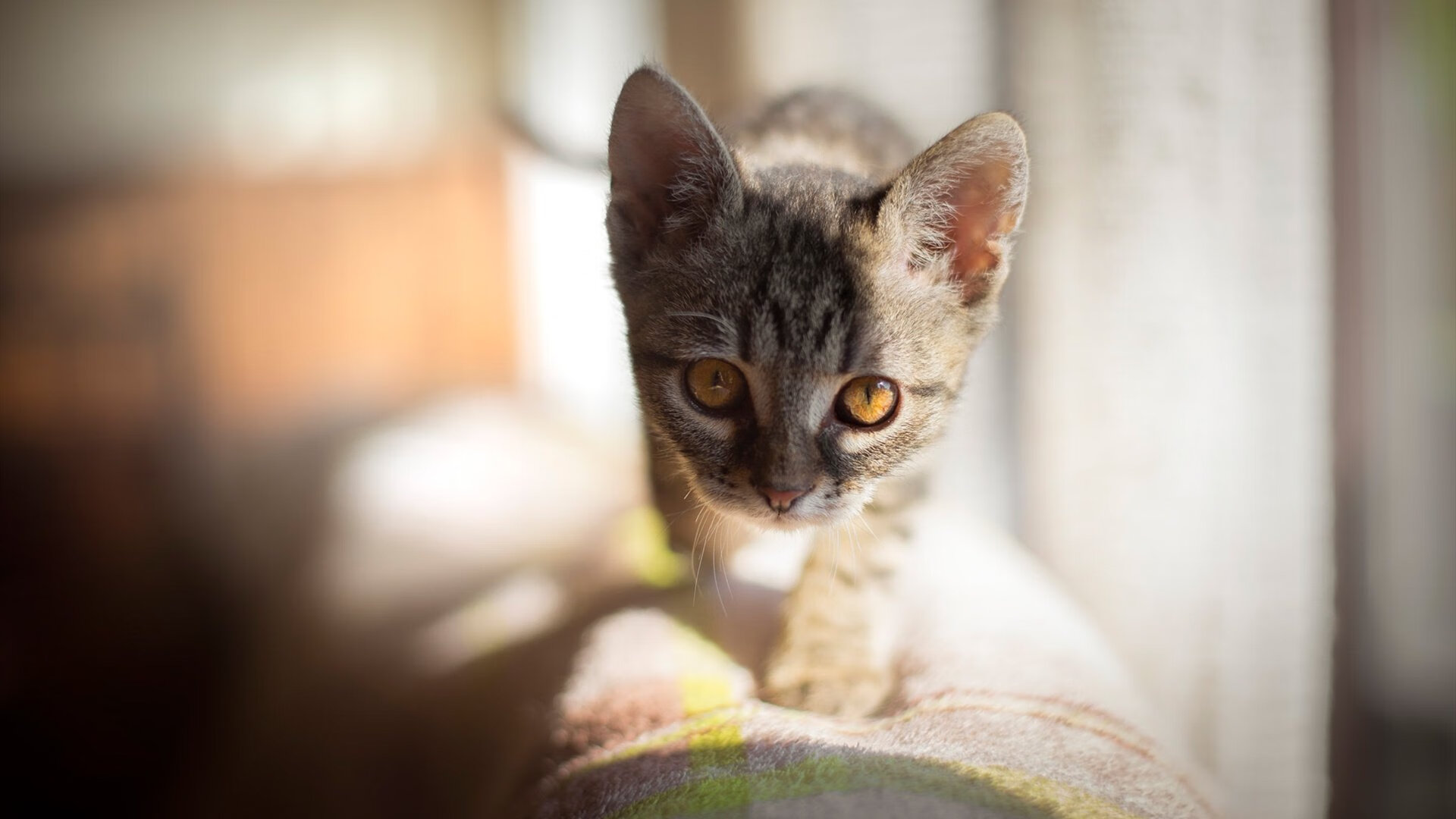 地中海烈焰，马赛主场三球完胜埃及劲旅，排名争夺战迎来分水岭
