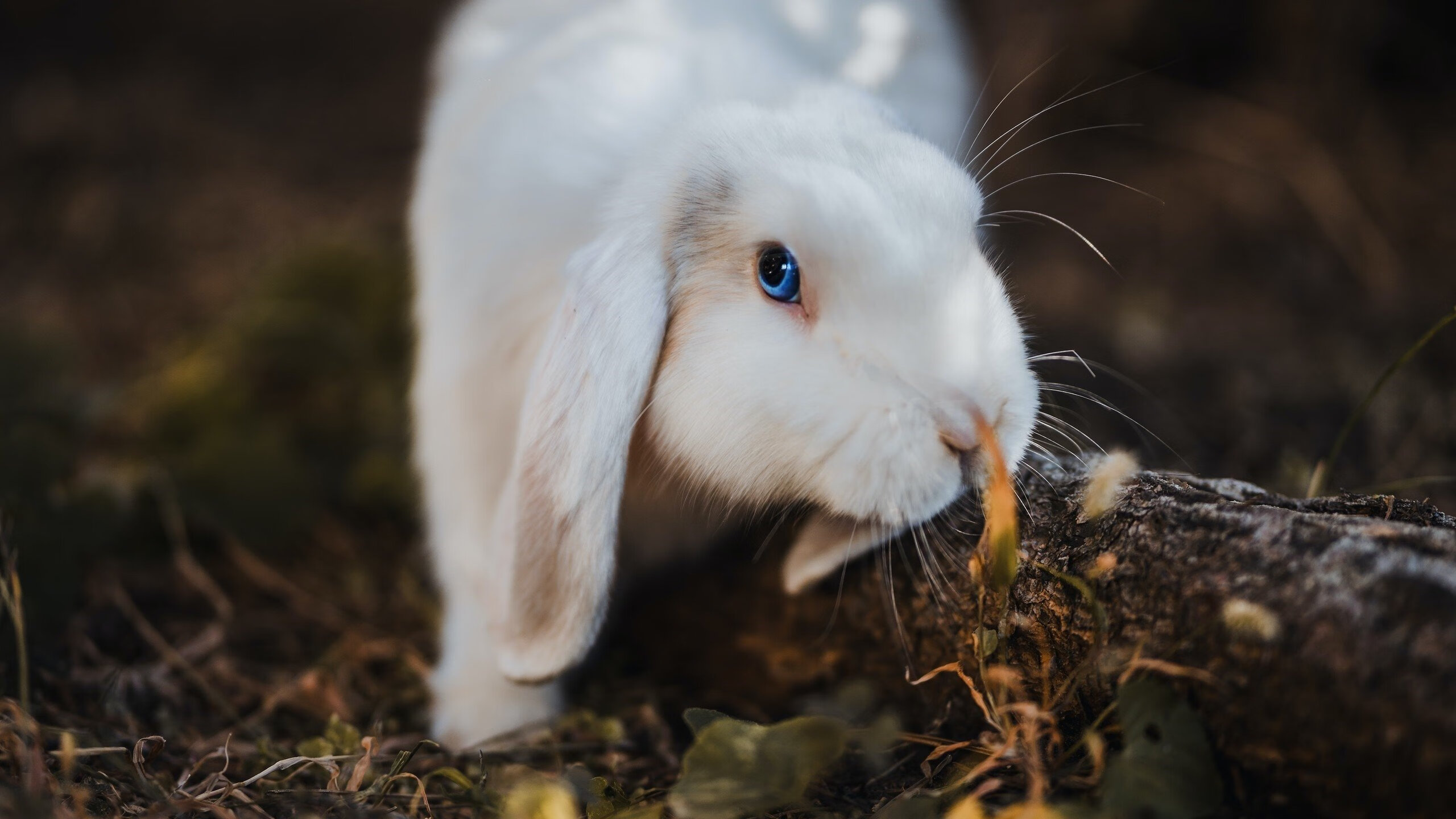 爱游戏下载-破冰者班凯罗，广东关键战突围辽宁，新星升起映照冠军之路