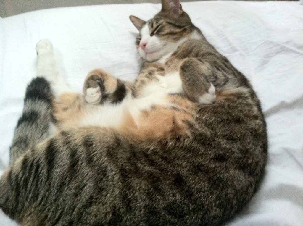 爱游戏在线-当一个NBA的MVP，决定改写FIBA历史