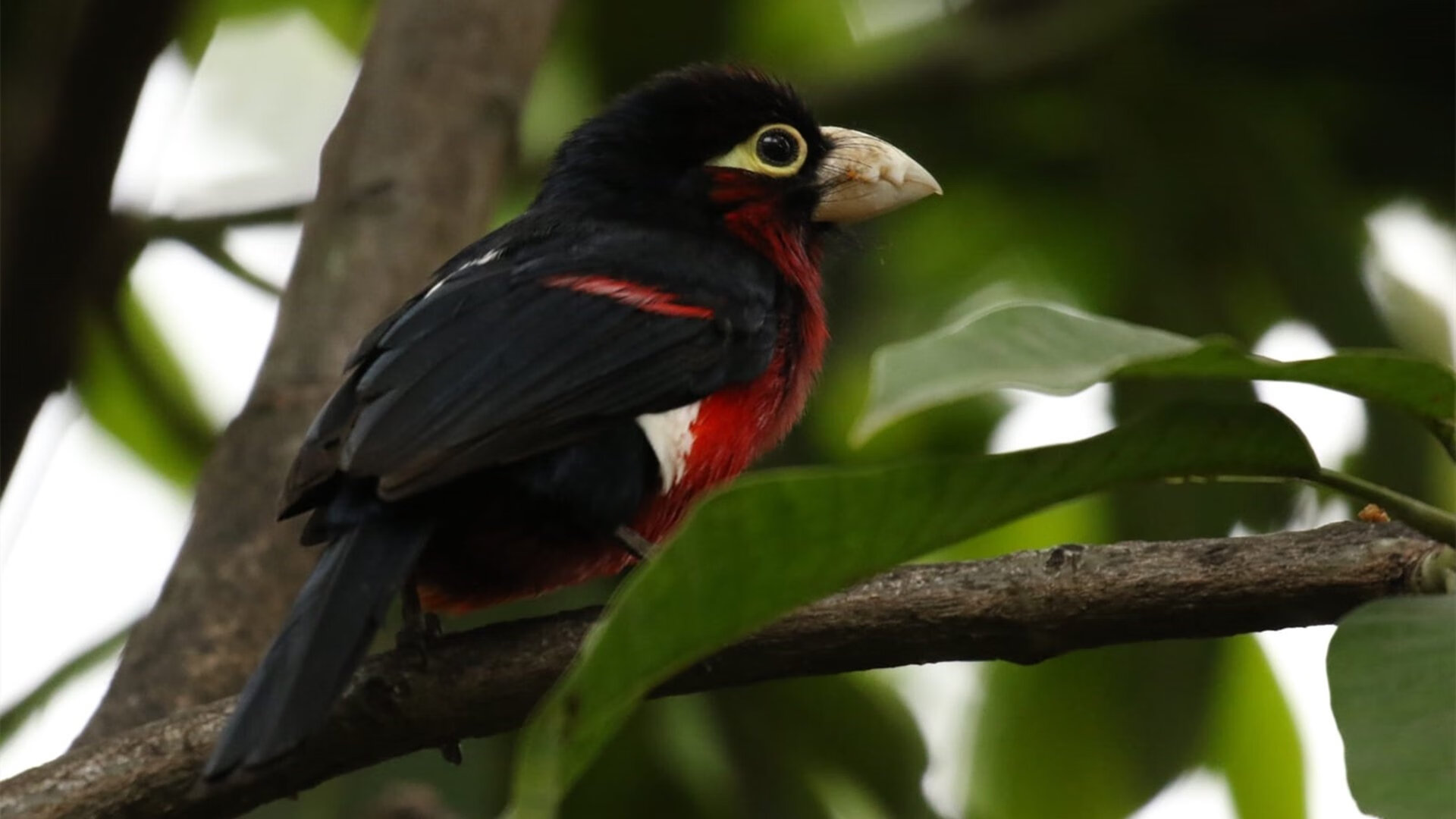 英雄的两面,罗德里在场内爆发,厄瓜多尔在场外压哨击败那不勒斯