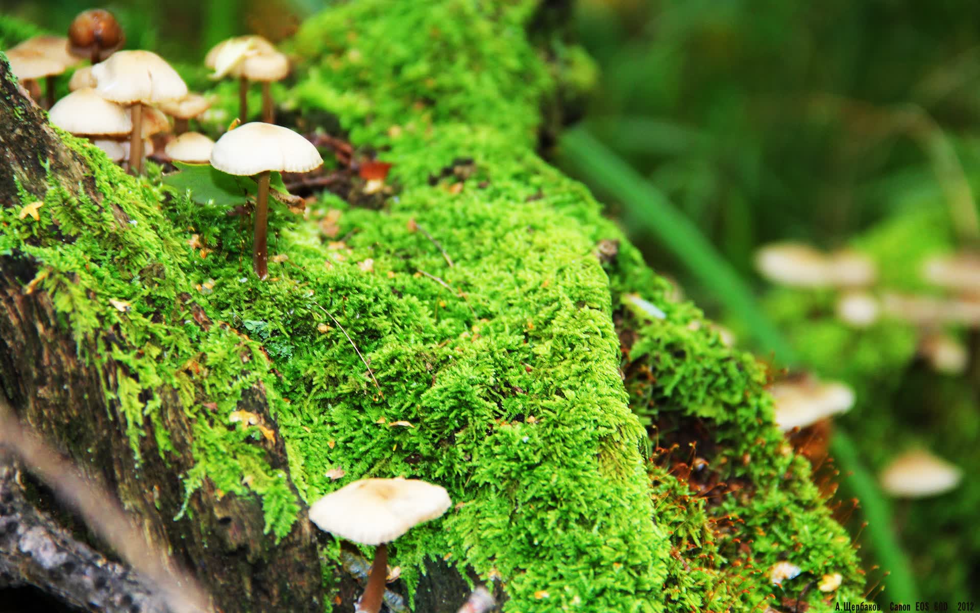 宿命一击,当加纳的铁幕压垮葡萄牙,德容在2026的火焰中封神